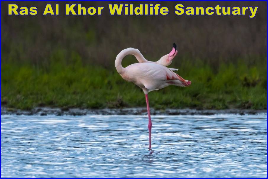 Ras Al Khor Wildlife Sanctuary 
