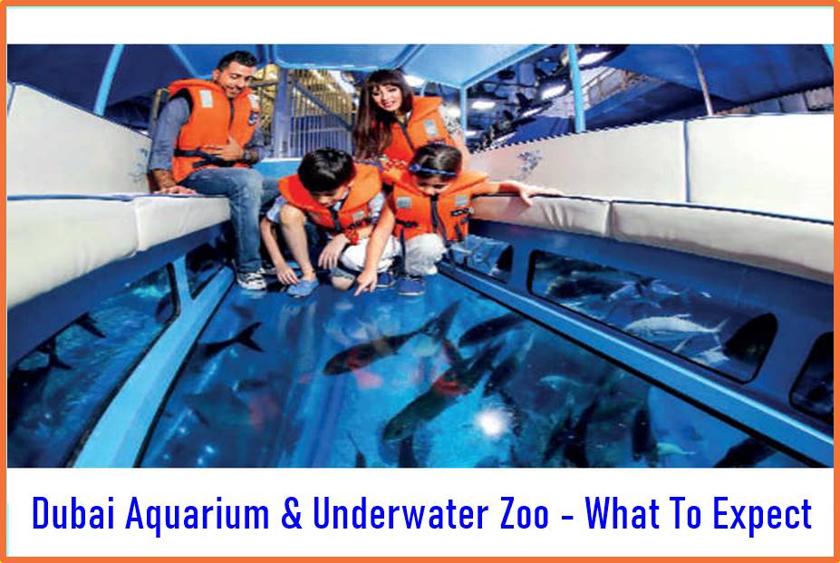 Dubai Aquarium & Underwater Zoo - What To Expect